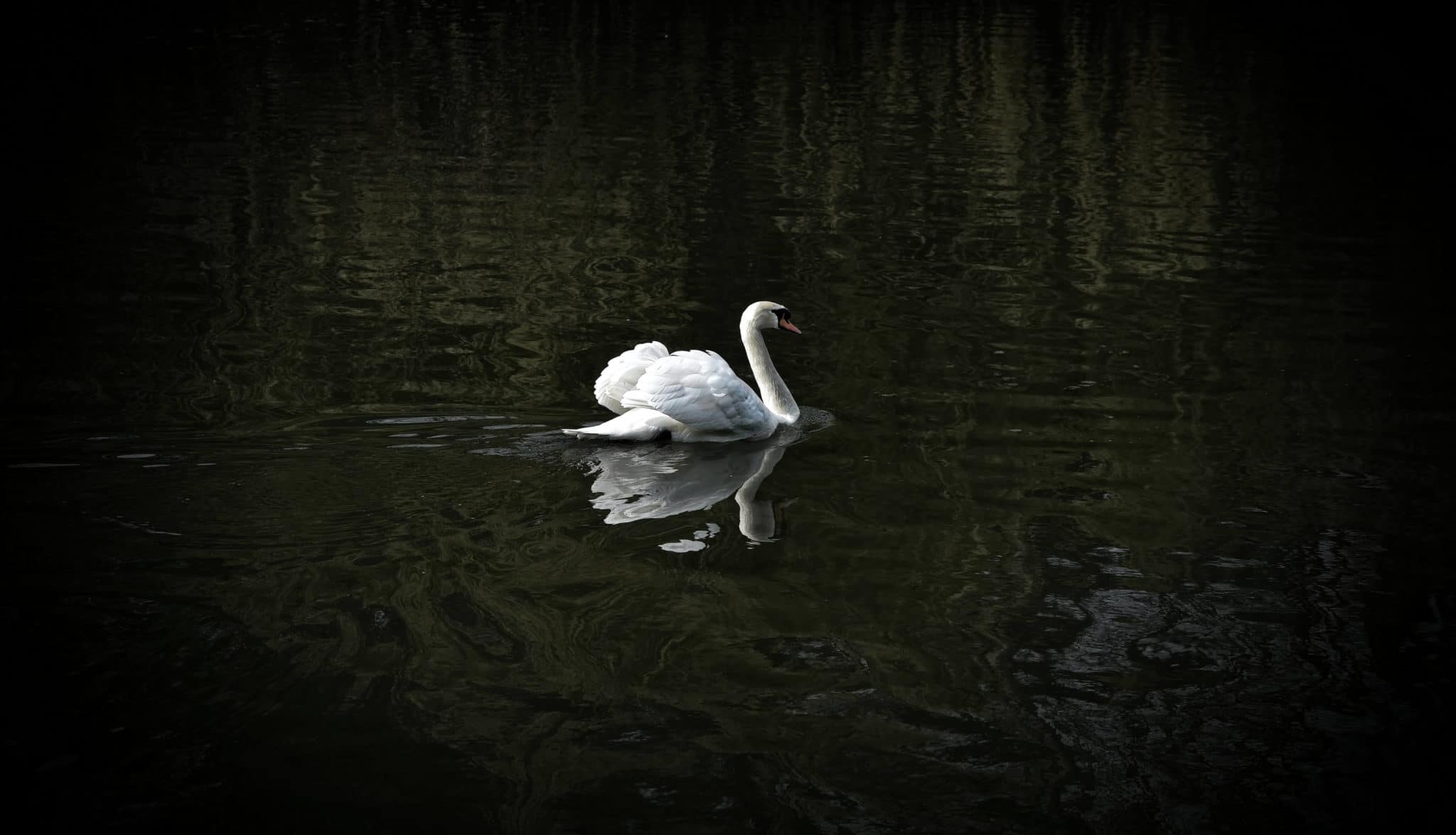 cygne scaled
